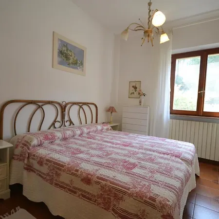 Santolina Lacona