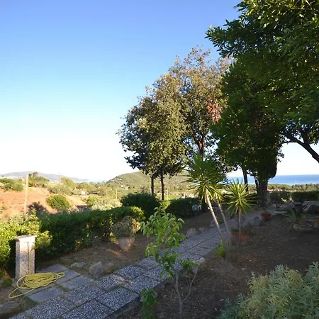 Santolina Lacona